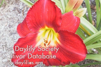 Daylily Bill Fall